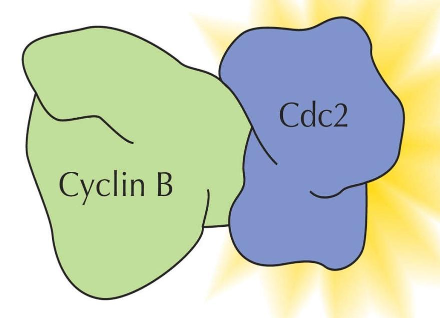 Control del ciclo celular Los factores principales para el control del