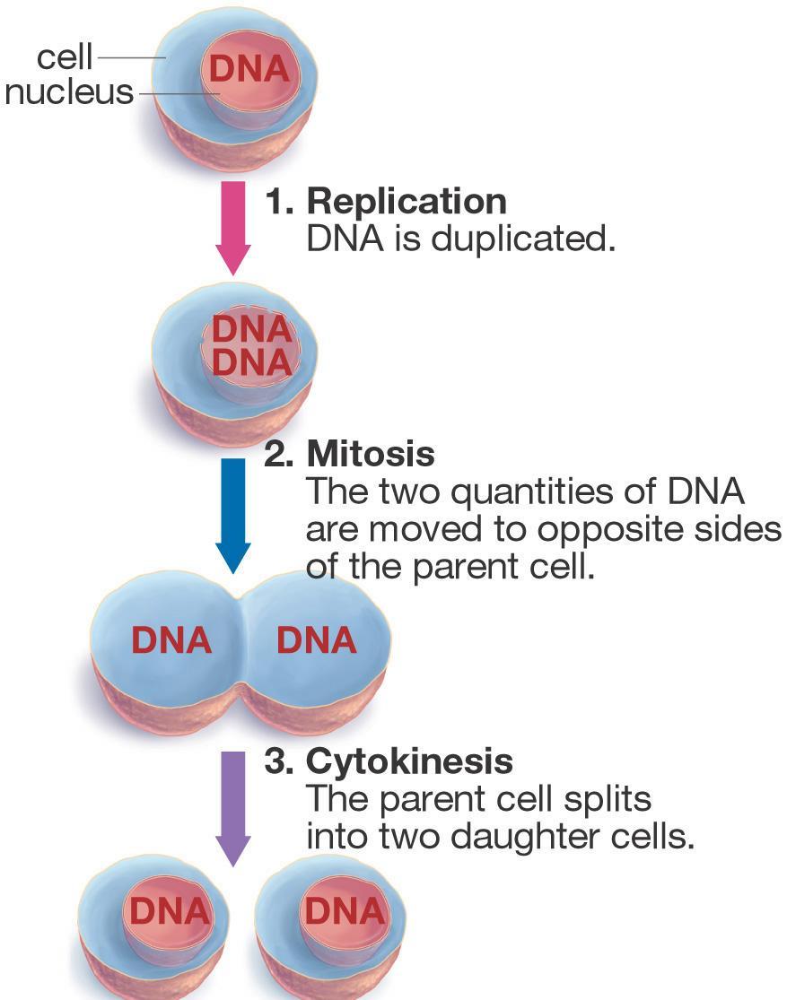 Todas las células se reproducen mediante su división en dos, Cada célula parental da lugar a dos células hijas al final de cada ciclo Replicacion El ADN se