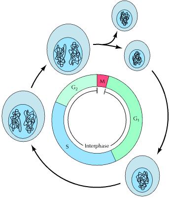 Fases del Ciclo Celular INTERFASE: período del ciclo celular entre dos mitosis en el que la célula