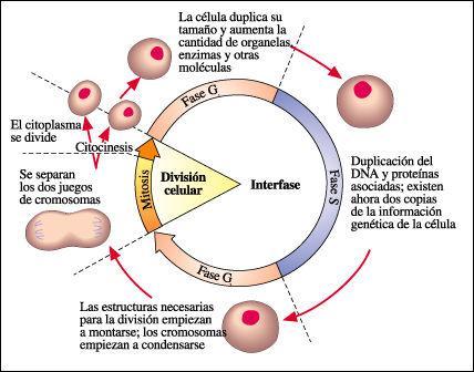 Ciclo celular Fase G1