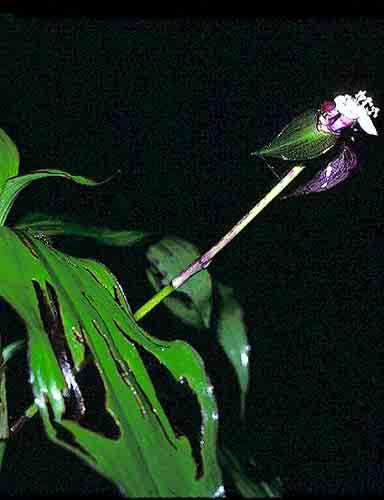 rhizanthus 51