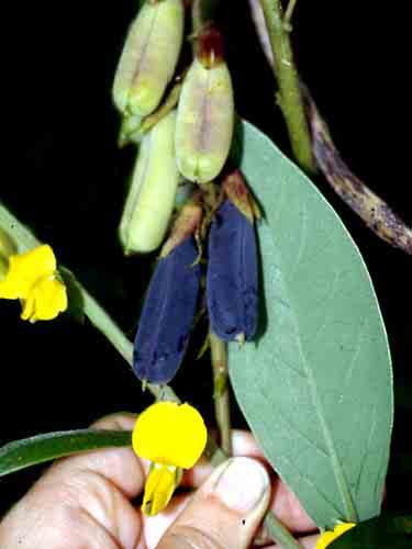 Phyllanthus