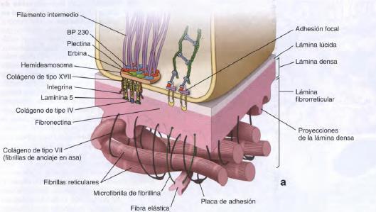Región basal: Adhesión célulamatriz