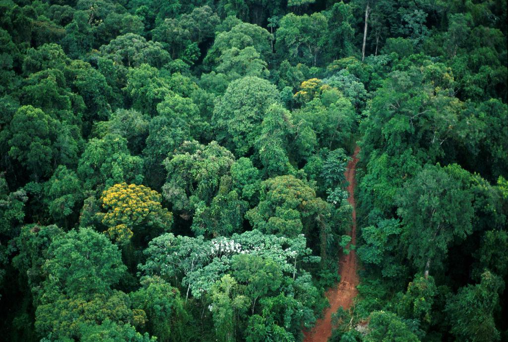 Ecosistemas Terrestres La formación vegetal natural del PN Coiba corresponde al bosque húmedo tropical, incluye los bosques húmedos y muy húmedos que cubren Isla Coiba y las islas menores y