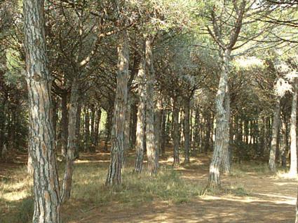 condició d'espai forestal de titularitat pública que ha de ser preservat en el seu estadi natural X