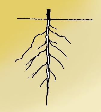 El Sistema Pivotante sistema radicular pivotante El sistema pivotante (taproot system, en inglés) es aquel que posee una sola raíz