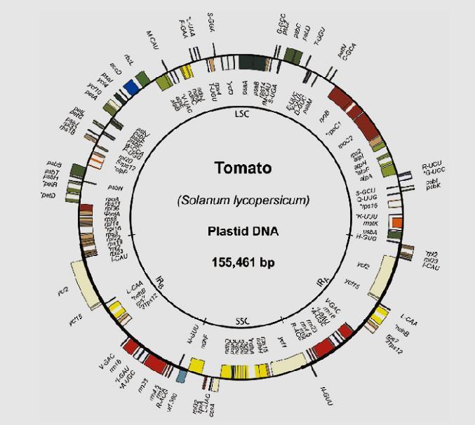 Estructura del plastoma en plantas superiores DNA circular cerrado El tamaño de su genoma es de 120 220 Kb.