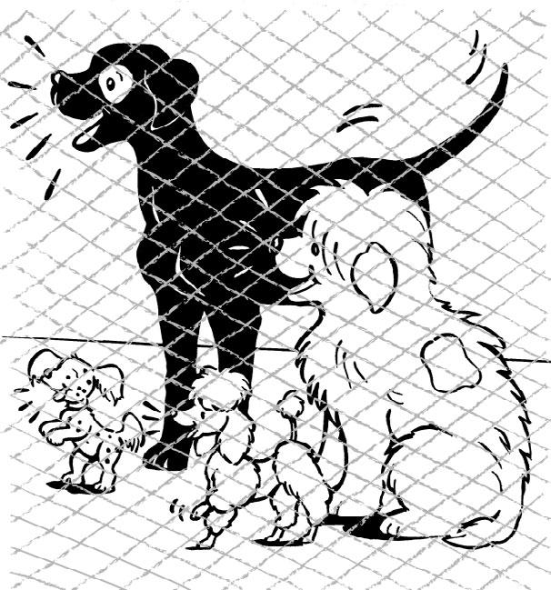 Tomi y sus amigos estaban encerrados en una jaula en el refugio para animales.