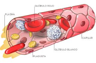 3) Los capilares : Son los vasos de menor diámetro que se relacionan casi directamente con las células del organismo.