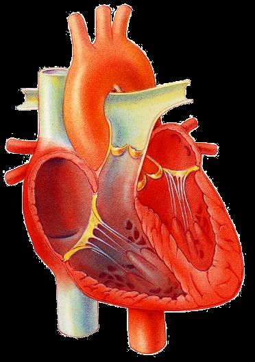 Vena cava superior (de parte alta) Arteria pulmonar (al pulmón derecho) Venas pulmonares (del pulmón derecho)