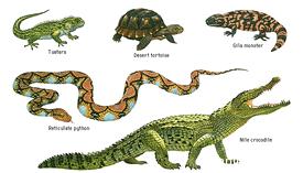 La mayoría de los reptiles son carnívoros, aunque algunos como la iguana son herbívoros Todos los reptiles