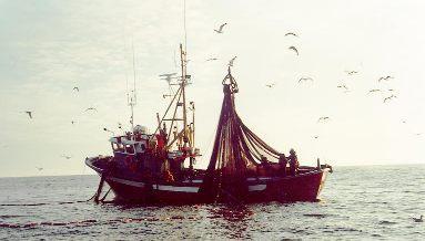 LA INTERNACIONALIZACIÓN DE LAS EMPRESAS TRANSFORMADORAS El sector pesquero se configura como una de las actividades más