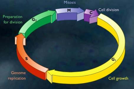 Problema: Es determina la quantitat de DNA continguda en el nucli durant diferents moments