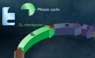 La precisió de la mitosi és controlada pel M-checkpoint, que actua durant la metafase i provoca el pas de la mitosi cap a la citocinesi i el començament