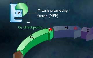 En control G2, les Cdk (kinases dependents de ciclines) fosforilen les histones i altres proteïnes que intervenen en la mitosi, activantles.