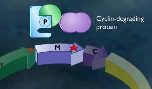 lula va acumulant ciclines G2, també anomenades ciclines de la mitosi.