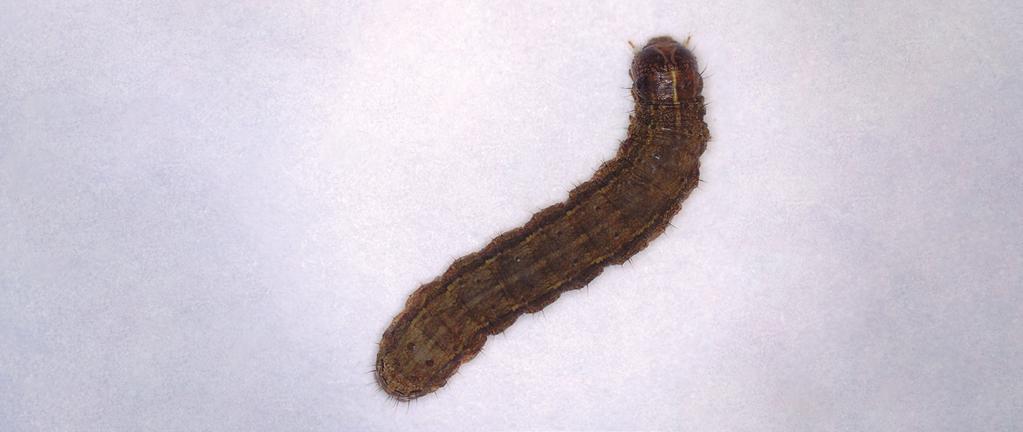 Estadio larval 5 (L5) La larva toma un color café oscuro, al