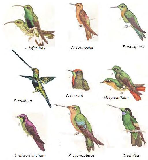 Figura 5. Especies de colibríes del área de estudio.