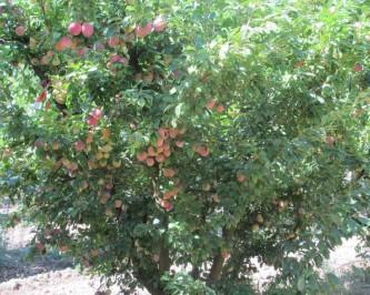 4.- Discusión Figuras 6. Cultivar Laetitia Figuras 7. Cultivar Songold El rendimiento de fruta de ciruela en regadío se estima que oscila entre 15.000 y 25.