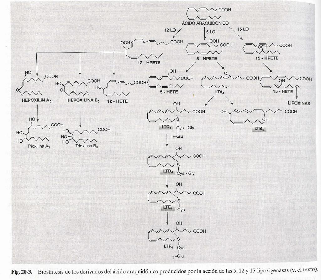 Vías de las LOX broncoconstricción Plaquetas Metabolismo del AA Ácido graso reductasas Interconversión de AG poliinsaturados (citocromo P450) á. epoxi-eicosa-trienoicos (EET) á.