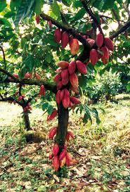 del árbol de cacao.