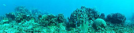 Qué es un arrecife, dónde se encuentra, qué organismos lo conforman y cuáles son los servicios que proporciona?