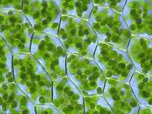 Autótrofos fotosintéticos Pigmento: clorofila Agua +