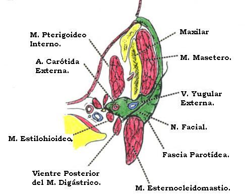 Celda parotídea. Pared lateral: cubierta por la piel; y por debajo de esta se encuentra atravesando el nervio auricular mayor (p cervical) y fibras del platisma.