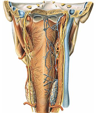 La irrigación está dada por la arteria faríngea ascendente (C.E.) y por ramos pequeños que provienen de las arterias tiroideas superiores.