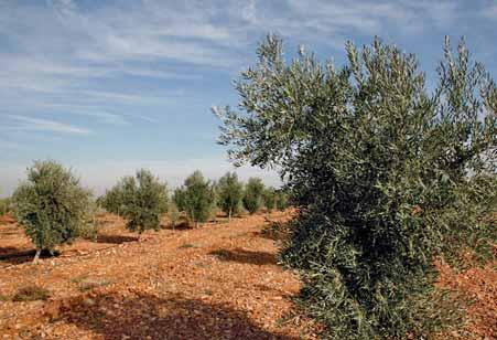 Olivos en Campo de Montiel. Ciudad Real. acuerdo sobre su origen. Su cultivo se centra en las provincias de Castellón, Tarragona y Lleida y se extiende por más de 20.000 hectáreas.
