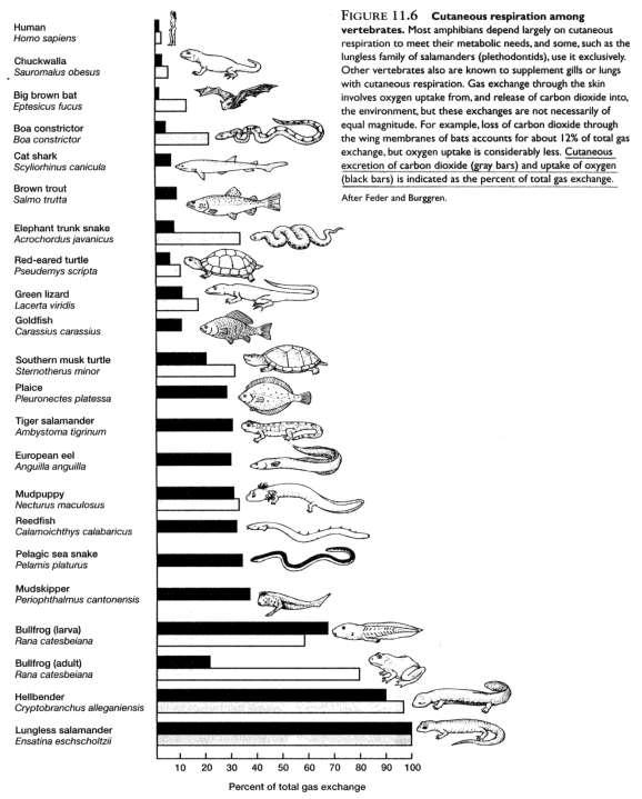 Otras estructuras respiratorias: branquias externas (larvas de