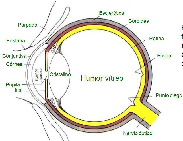 Asegura la visión central, permite distinguir con precisión los detalles y también ver los colores. El punto ciego es la zona de la retina de donde surge el nervio óptico.