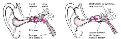 Trompas de Eustaquio. Su función es controlar las presiones dentro del oído medio, para proteger sus estructuras ante cambios bruscos y equilibrar las presiones a ambos lados del tímpano.