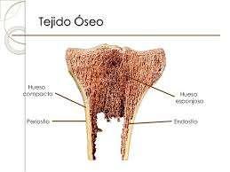 TEJIDO ÓSEO Es una variedad de tejido conectivo muy mineralizado y vascularizado, conforma el componente