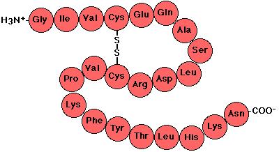 En una proteïna es poden distingir quatre nivells d organització estructurals: - Estructura primària: És la seqüència lineal dels