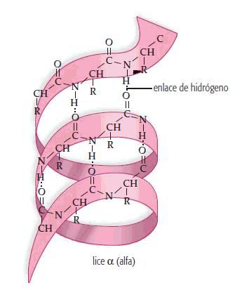 htm) - Estructura secundària: És la disposició que adopta la seqüència d aminoàcids a l espai, és a dir conformació tridimensional de
