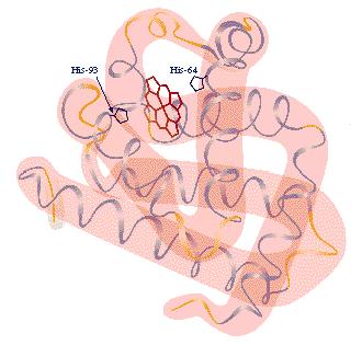 - Estructura terciària: És l estructura plegada i completa en tres dimensions de la cadena polipeptídica, és a dir, la disposició que adopta la proteïna nativa en l espai.