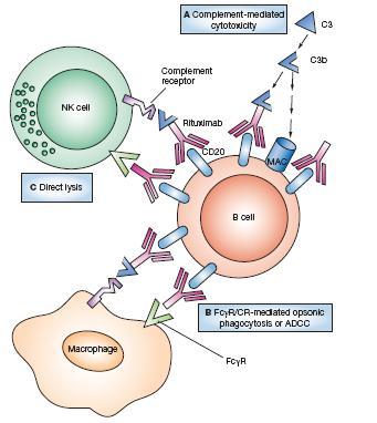 MECANISMO DE ACCION DEL RITUXIMAB La unión de el anticuerpo monoclonal a las células B produce su lisis por