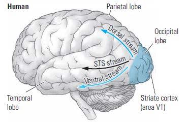 Principales vías visuales Vía ventral (vía parvocelular: responde la pregunta qué es?