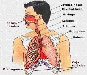 2.- APARATO RESPIRATORIO La función del aparato respiratorio es posibilitar la entrada de aire del exterior para extraer el oxígeno y cederle el anhídrido carbónico, expulsándolo posteriormente al
