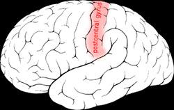 Neuropsicología de la emoción: la corteza posterior derecha Anosognosia: incapacidad para