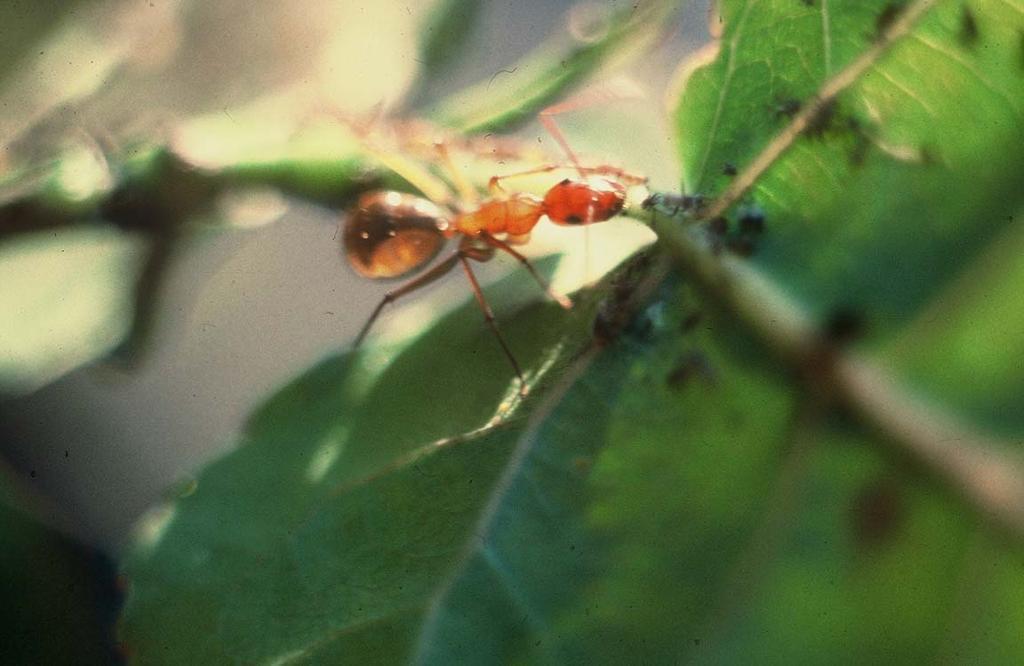 Algunas hormigas que colectan la miel de Homoptera, atacan los enemigos