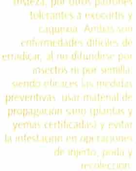 Instituto Valenciano de Investigaciones Agrarias n 1957, cuando la tristeza se introdujo en nuestro país, el naranjo amargo era prácticamente el único patrón utilizado porsus excelentes propiedades