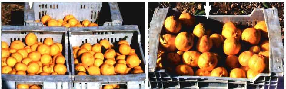 árboles dis tríbuidos por los viveros autoriza dos desde 1982. También se Foto 3. Aspecto de los frutos y cosecha de clementinos sanos.