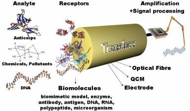 Biosensores Ópticos Tipos de biosensores ópticos: Biosensores de fibra óptica