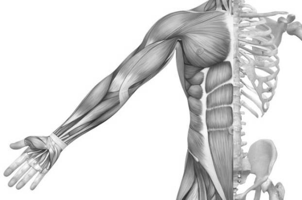 Estructura del músculo. Origen, inserción y acción de la musculatura. El tronco. Tórax óseo. Extremidad Superior. Extremidad Inferior.