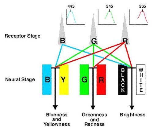 Procesamiento del Color Cada cono 1 color primario Respuesta diferencial Antagonismo Rojo / Verde Amarillo / Azul Blanco / Negro Contraste simultaneo Colores antagónicos se resaltan mutuamente
