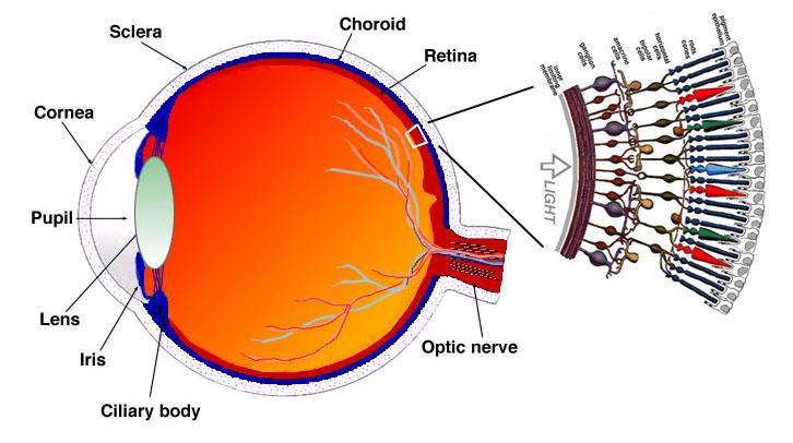 Fisiología del ojo humano Punto ciego Anatomía: En la anatomía del ojo se