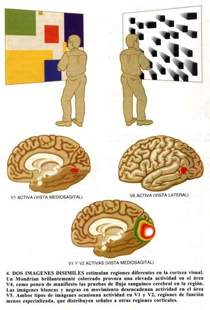 Además de la zona V1, el córtex tiene otras capas que se suelen denominar V2- V5 que parecen encontrarse claramente especializadas para realizar diferentes tareas.