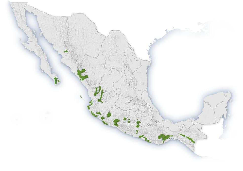 392 Figura 1. Áreas prioritarias para la conservación de las selvas secas mexicanas 3 1 2 6 4 5 1. Sierra de la Laguna, BCS 2. Sierra de la Trinidad, BCS 3. Sierra Mayo-Yaqui, Sonora y Chihuahua 4.